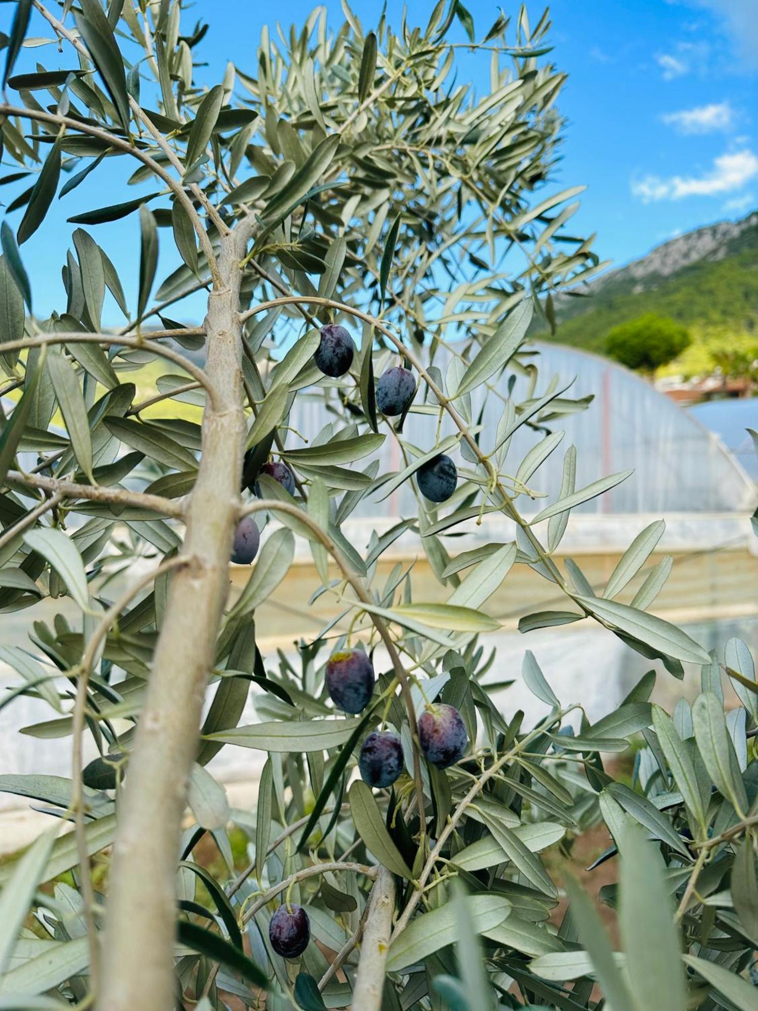 Gelidonya Pansiyon Kumluca Εξωτερικό φωτογραφία