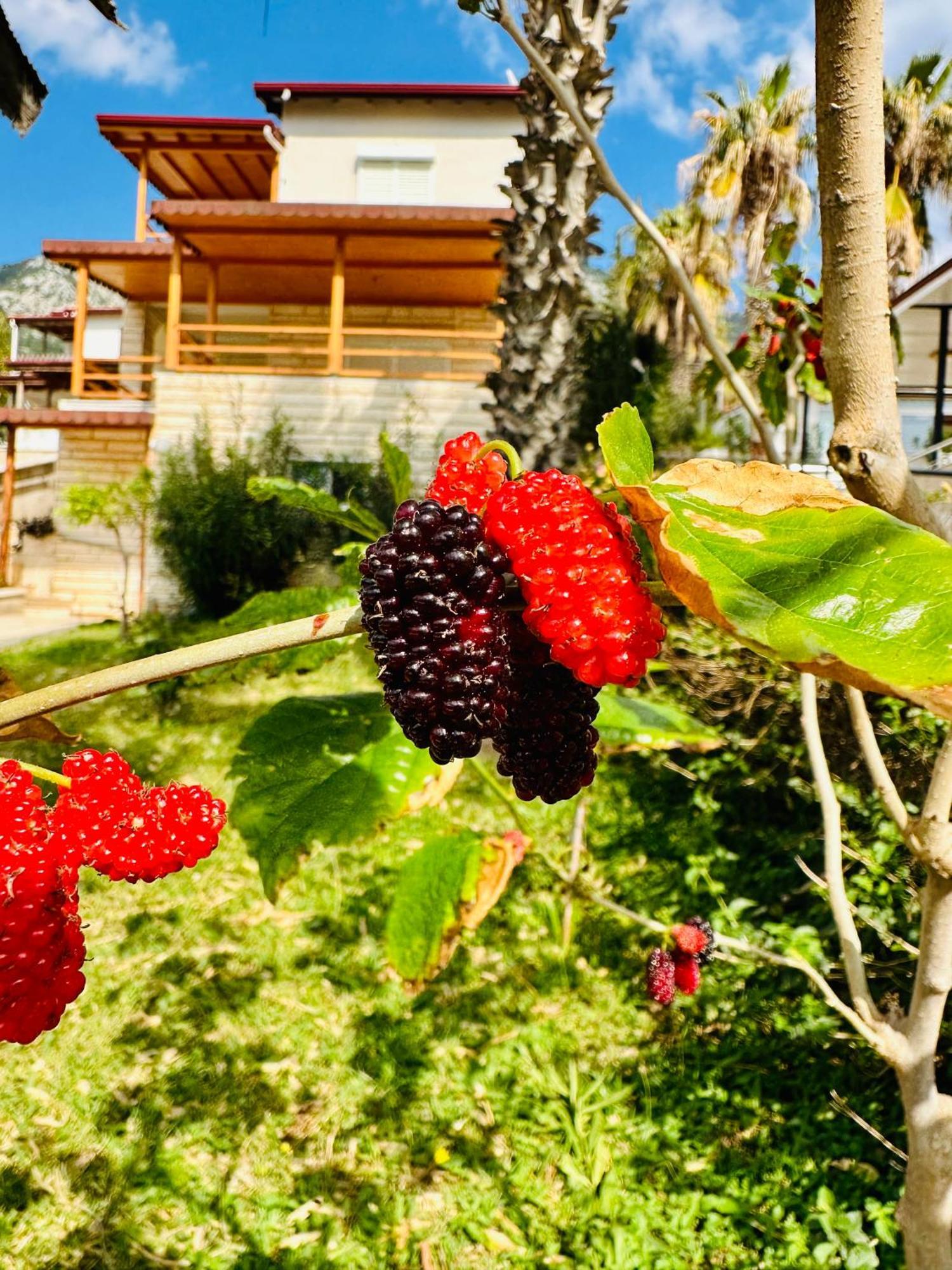 Gelidonya Pansiyon Kumluca Εξωτερικό φωτογραφία